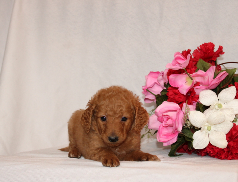 puppy, for, sale, Mini Goldendoodle F2B, Matthew B. Stoltzfus, dog, breeder, Gap, PA, dog-breeder, puppy-for-sale, forsale, nearby, find, puppyfind, locator, puppylocator, aca